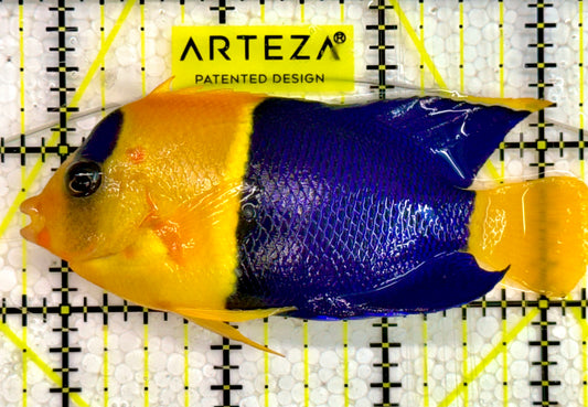 Bicolor Angelfish BAF043002 WYSIWYG Size: 3.5"