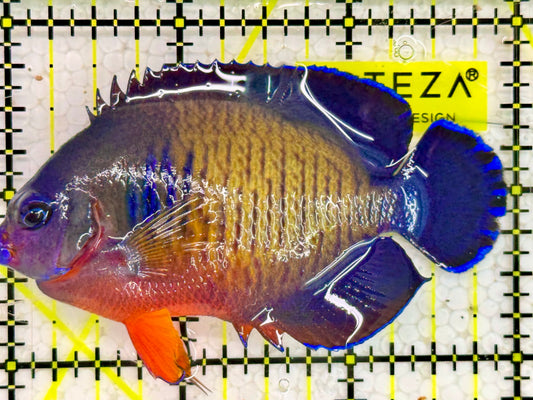 Coral Beauty Angelfish CBA043001 WYSIWYG Size: ML 3"