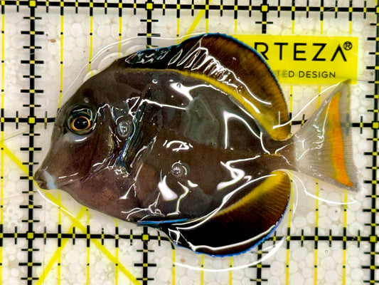Powder Brown Tang PBT043001 WYSIWYG Size: 3"