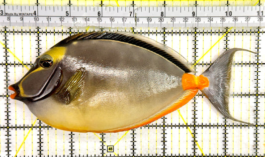 Naso Tang NT043005 WYSIWYG Size: 8”