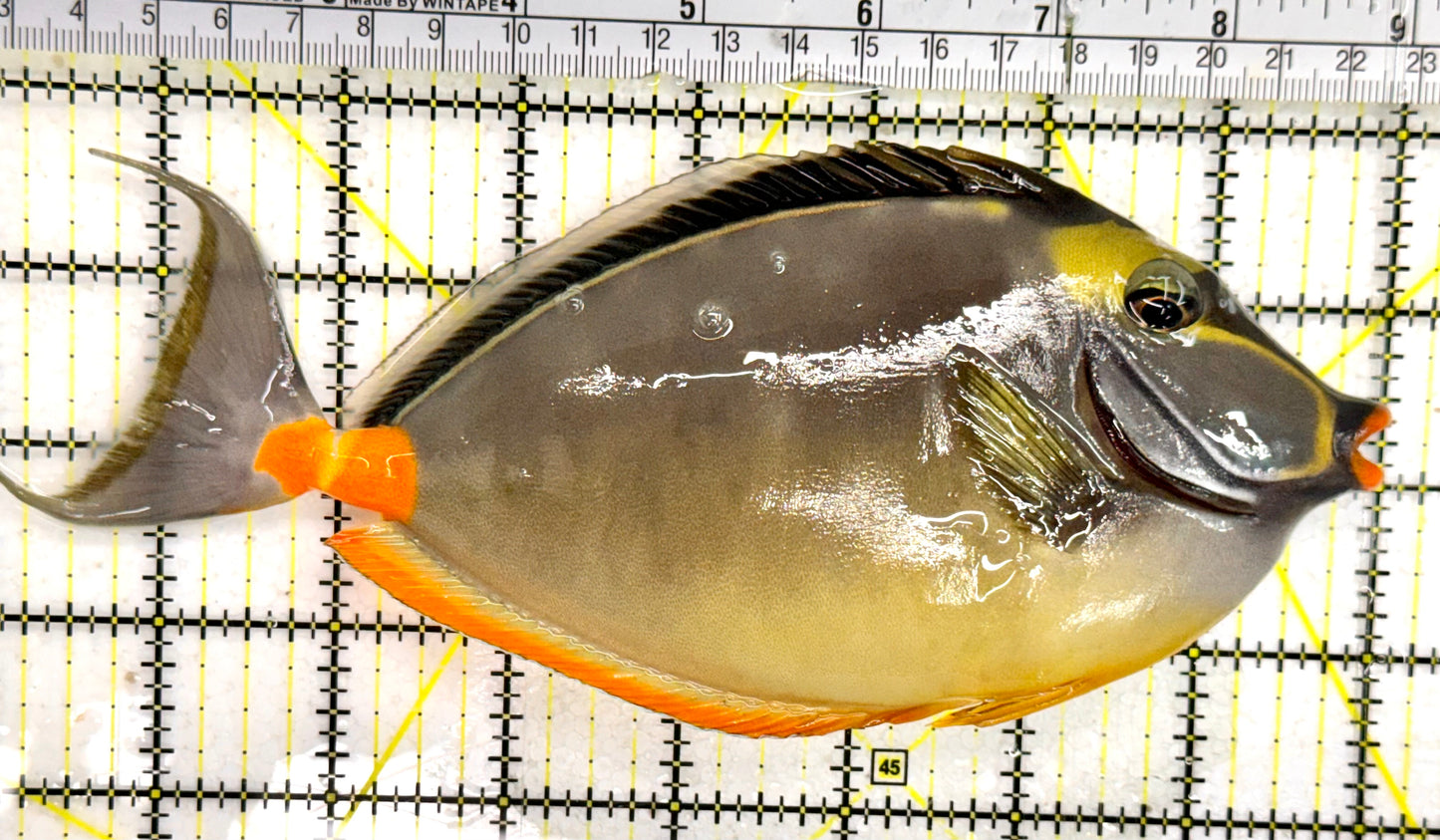 Naso Tang NT043005 WYSIWYG Size: 8”
