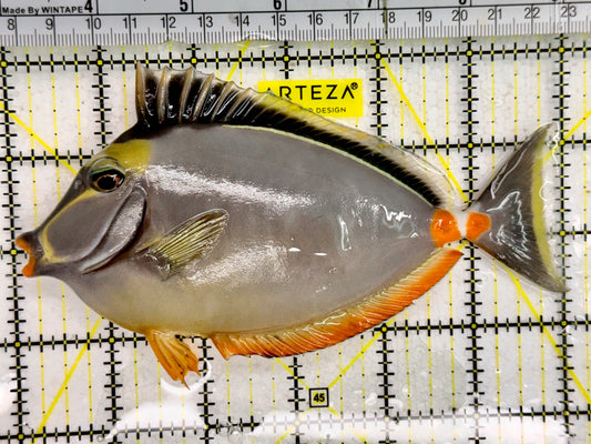 Naso Tang NT043006 WYSIWYG Size: L 6"