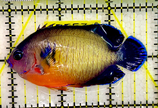 Coral Beauty Angelfish CBA043002 WYSIWYG Size: ML 3"