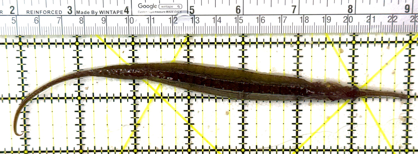 Alligator Pipefish AP032001 WYSIWYG Size: XXL 7.25" approx