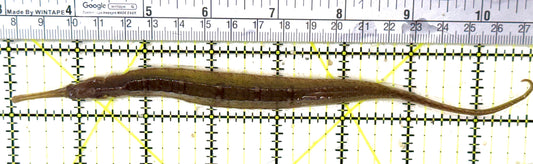 Alligator Pipefish AP032002 WYSIWYG Size: XXL 7.75" approx