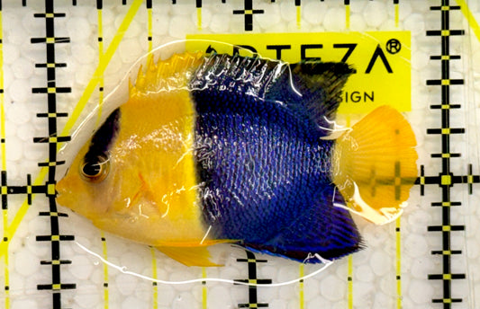Bicolor Angelfish BAF043003 WYSIWYG Size: M 2”