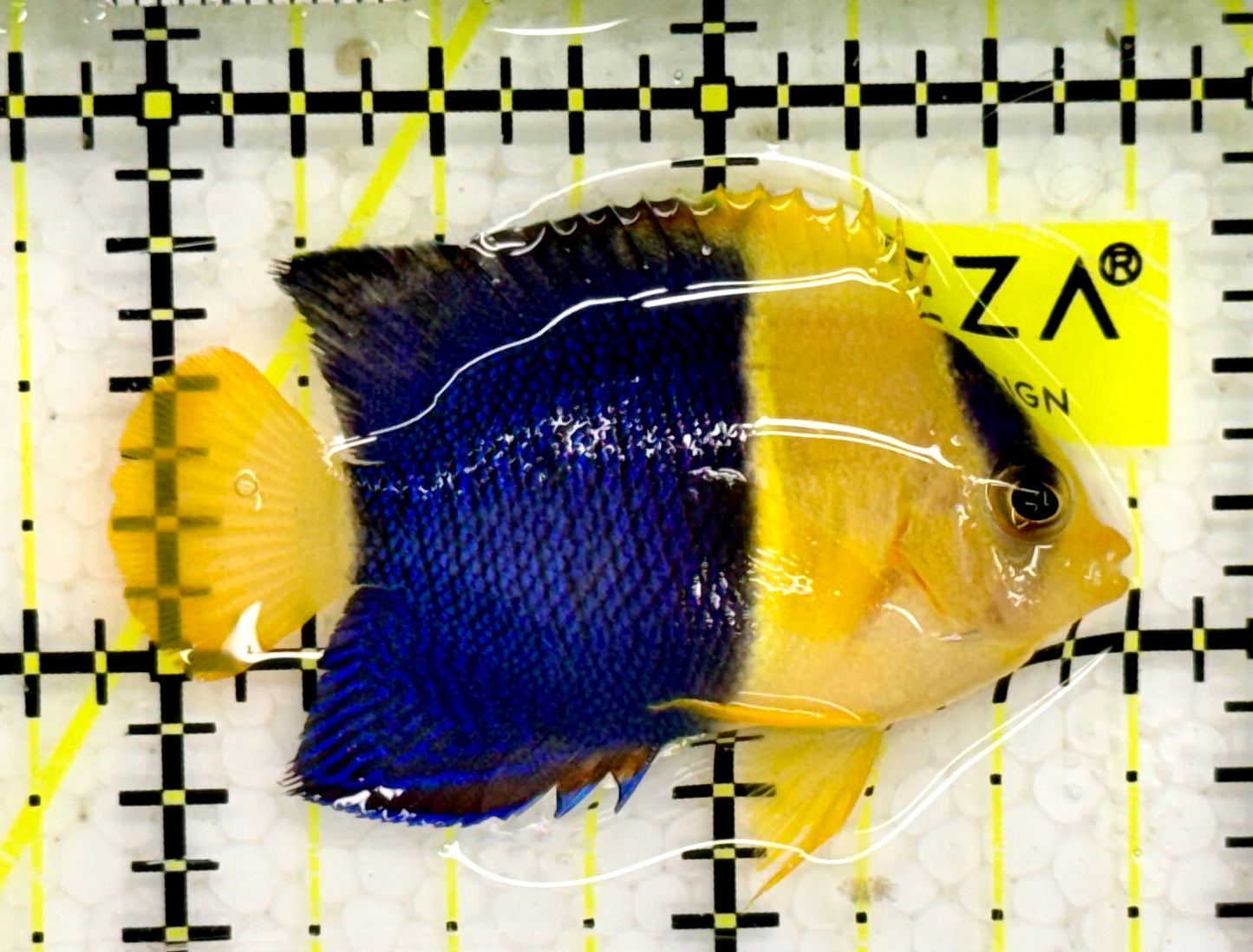 Bicolor Angelfish BAF043003 WYSIWYG Size: M 2”
