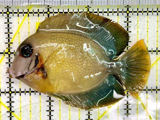 Chocolate Tang (Yellow Mimic when Juvenile) CT043001 WYSIWYG Size: M 4"