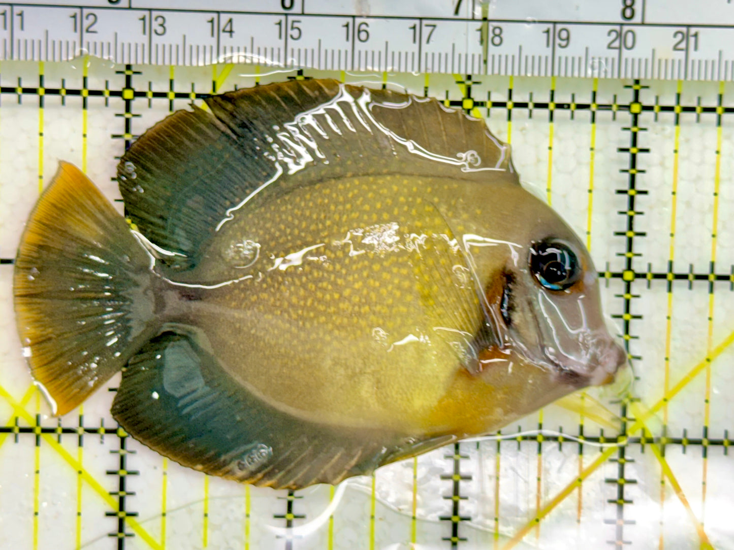 Chocolate Tang (Yellow Mimic when Juvenile) CT043001 WYSIWYG Size: M 4"