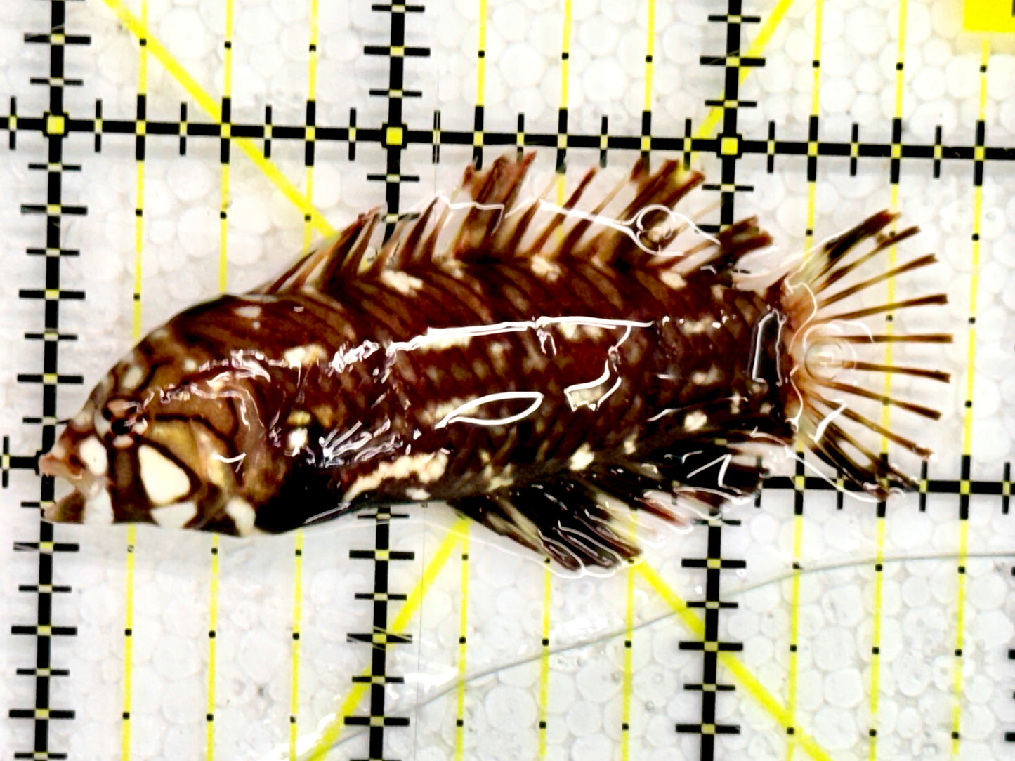 Dragon Wrasse DW043001 WYSIWYG Size: M 2.5"