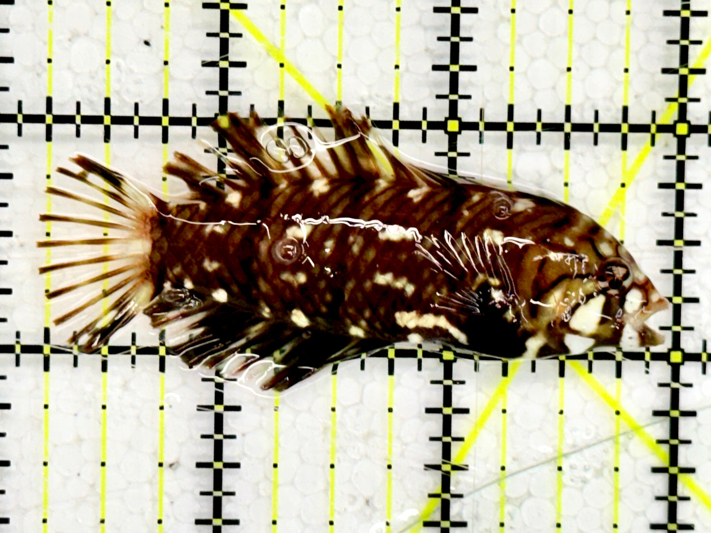 Dragon Wrasse DW043001 WYSIWYG Size: M 2.5"