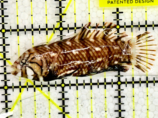 Dragon Wrasse DW043002 WYSIWYG Size: M 2.5"