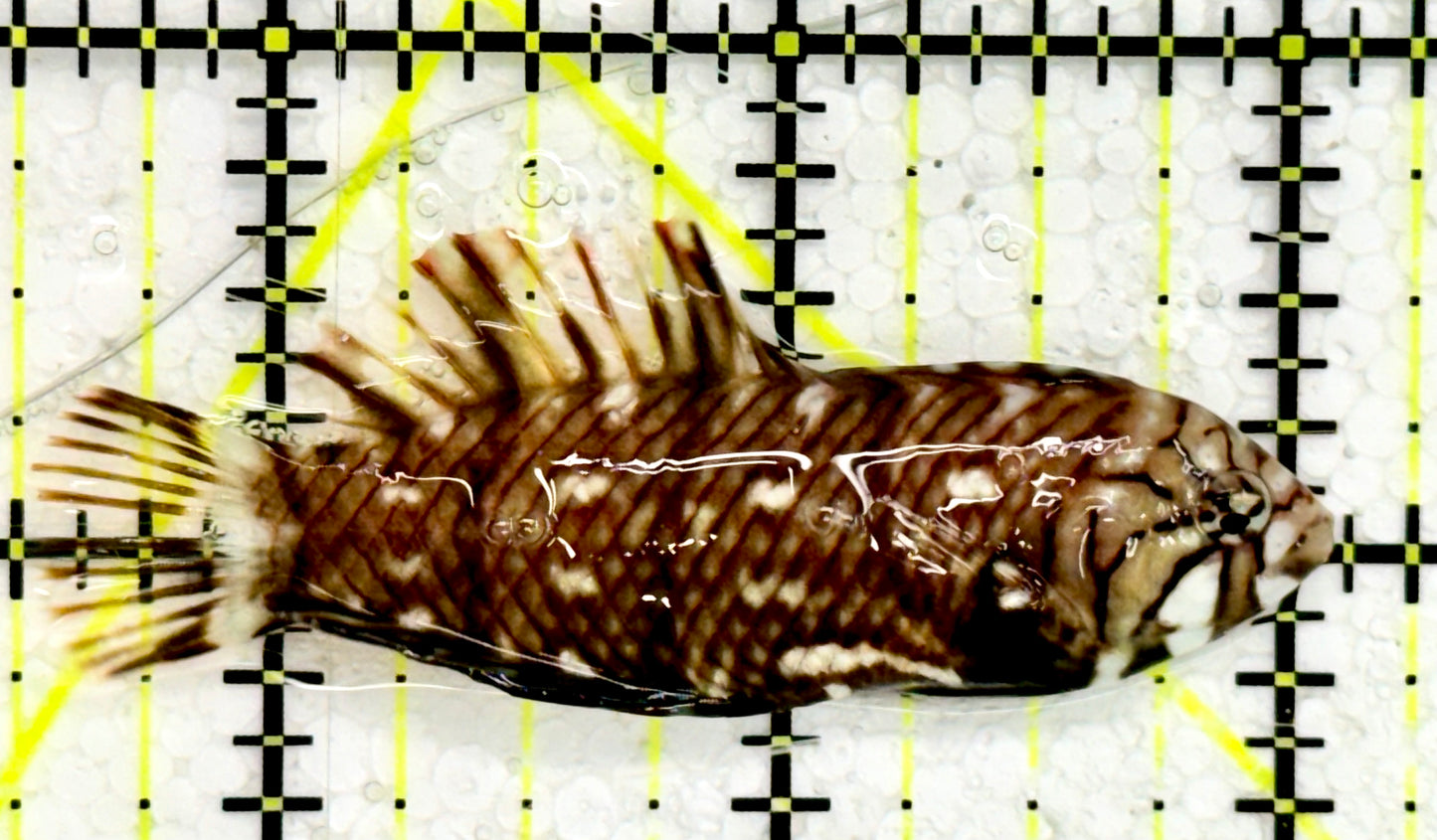 Dragon Wrasse DW043002 WYSIWYG Size: M 2.5"