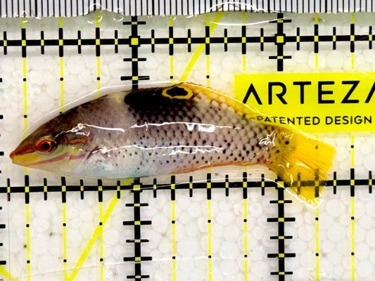 Checkerboard Wrasse CBW043001 WYSIWYG Size: 2.5"