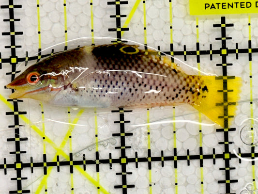 Checkerboard Wrasse CBW043002 WYSIWYG Size: 2"
