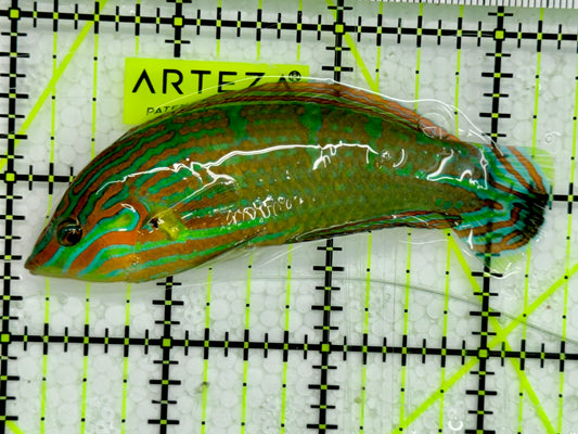 Melanurus Wrasse MW043003 WYSIWYG Size: 3.5”