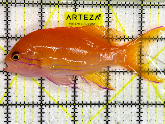 Squareback Anthias SA043001 WYSIWYG Size: XL 4.5”