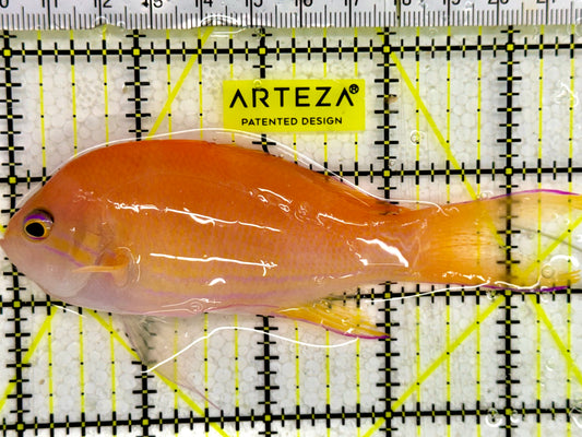 Squareback Anthias SA043002 WYSIWYG Size: XL 4.5”