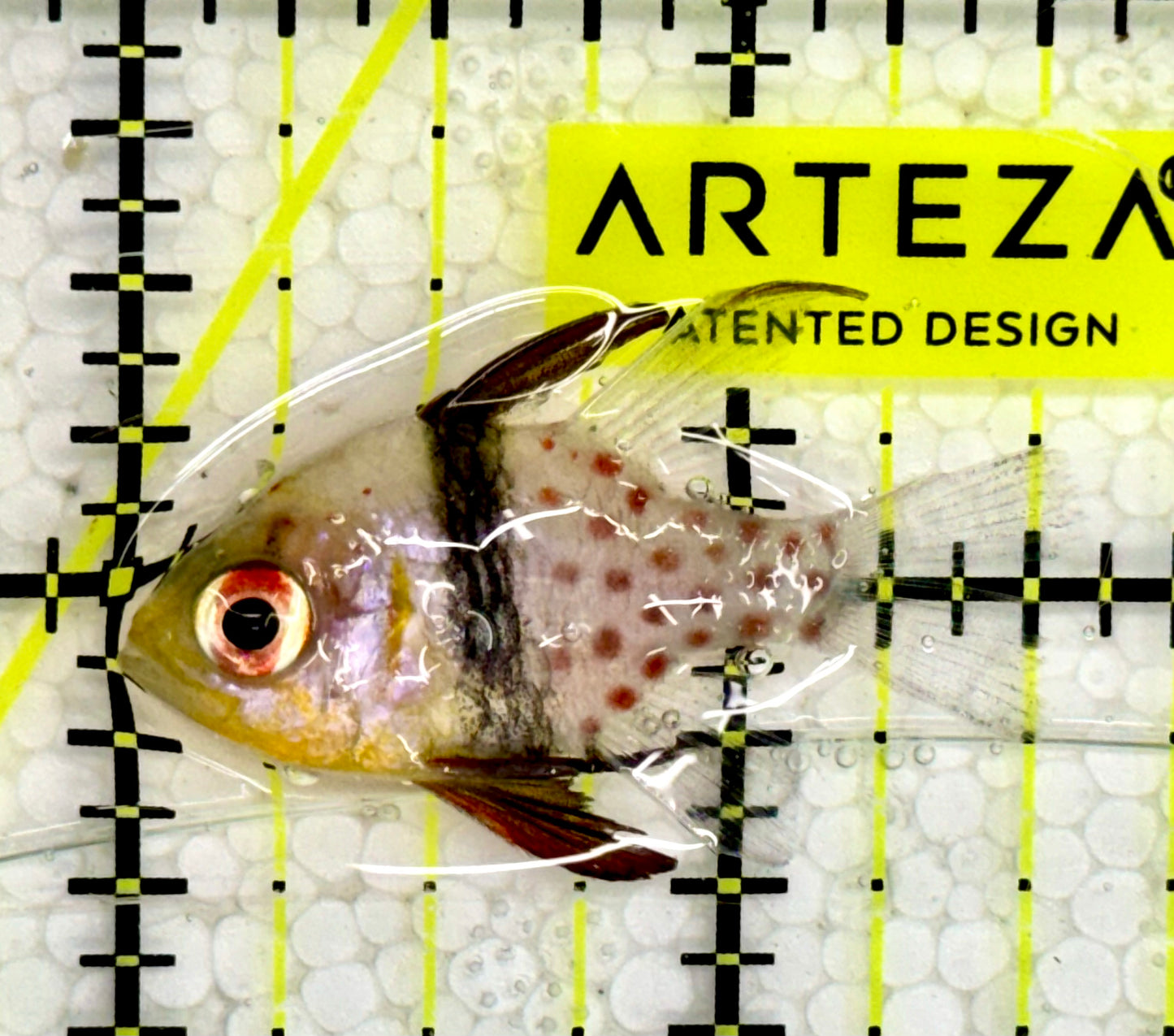 Pajama Cardinal Fish PCF043001 WYSIWYG Size :1.5”