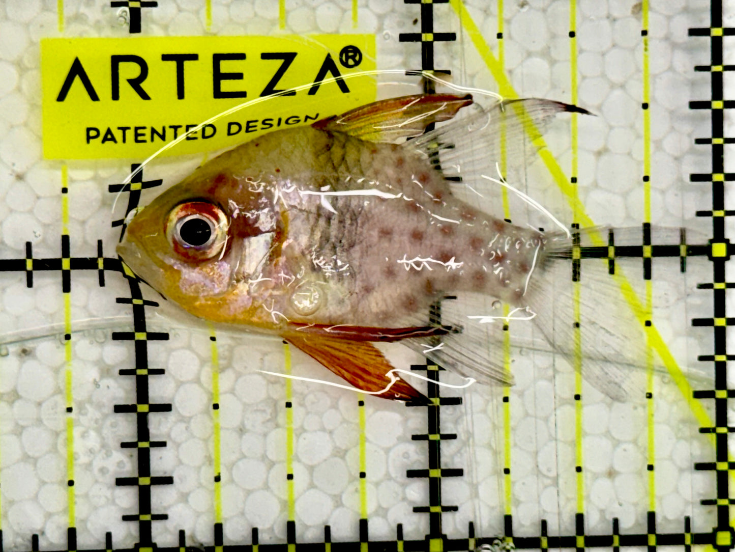 Pajama Cardinal Fish PCF043002 WYSIWYG Size : 2”