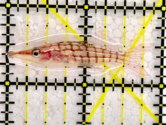Longnose Hawkfish LHF043002 WYSIWYG Size:1.75"
