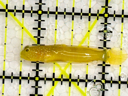 Yellow Watchman Goby YWG043001 WYSIWYG Size: 1.5"