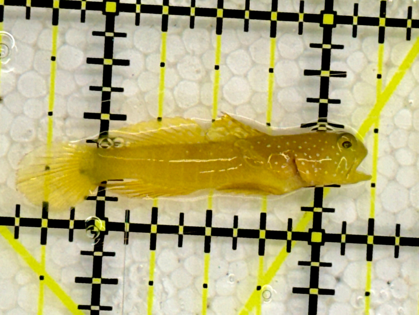 Yellow Watchman Goby YWG043001 WYSIWYG Size: 1.5"