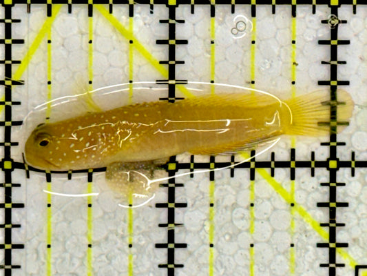 Yellow Watchman Goby YWG043002 WYSIWYG Size: 2"