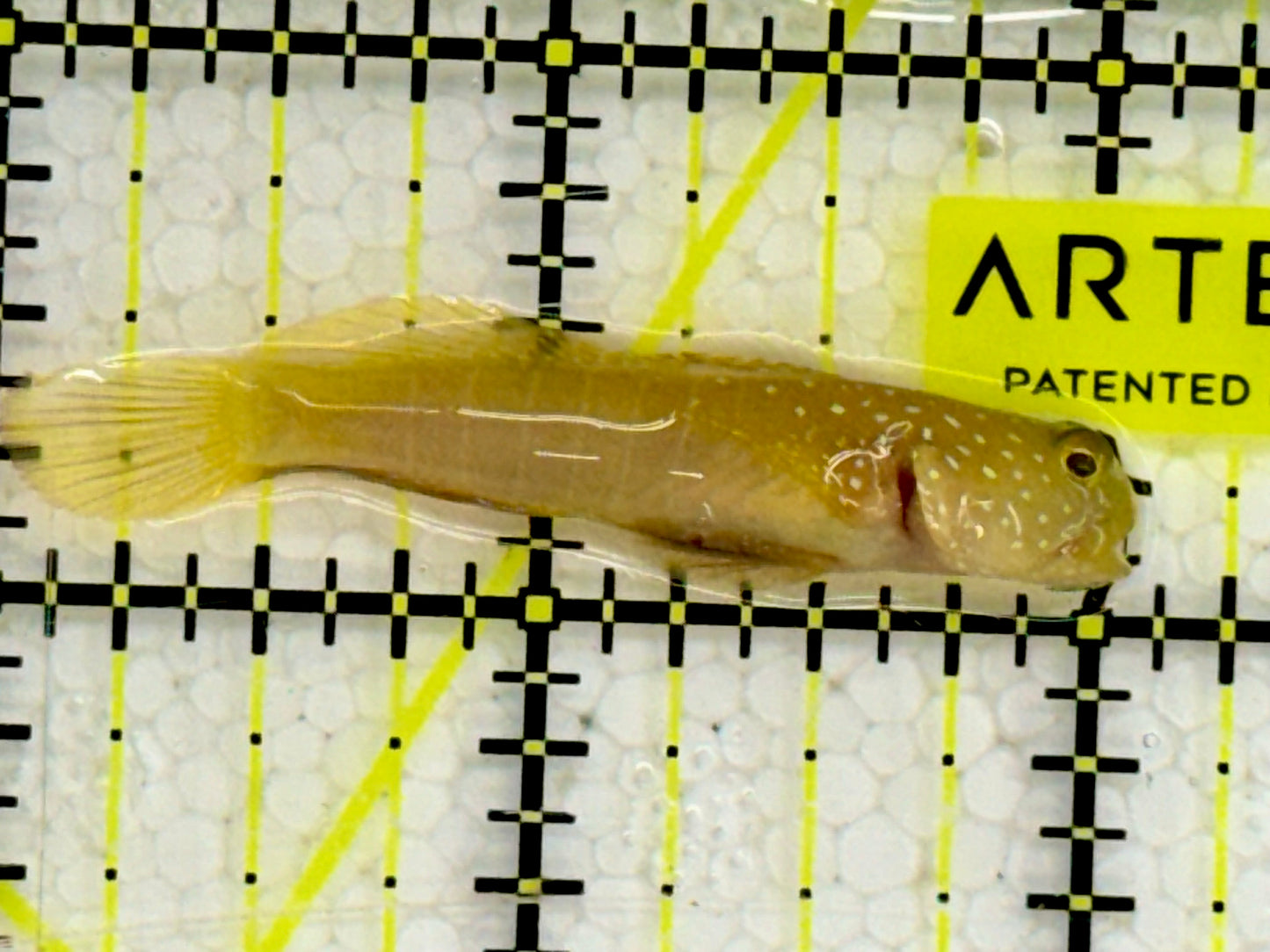Yellow Watchman Goby YWG043002 WYSIWYG Size: 2"