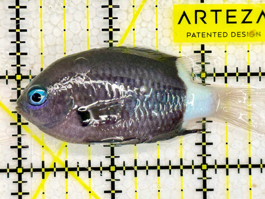 Bicolor Chromis BC043001 WYSIWYG Size: 3”