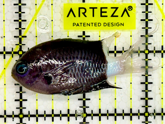 Bicolor Chromis BC043002 WYSIWYG Size: 2”