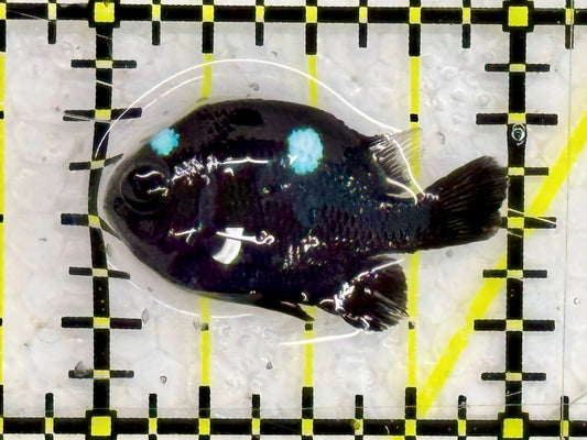Domino Damselfish DDF043001 WYSIWYG Size: S 1"