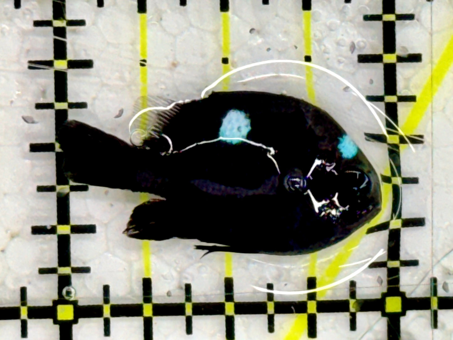 Domino Damselfish DDF043001 WYSIWYG Size: S 1"