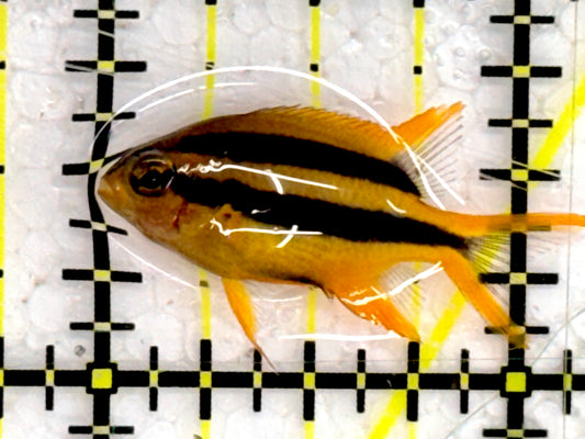 Black and Gold Chromis BGC043001 WYSIWYG Size: 1”