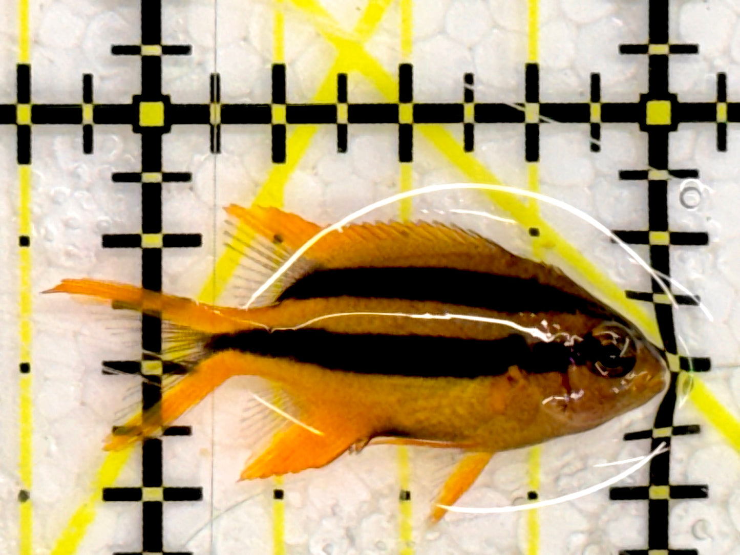 Black and Gold Chromis BGC043001 WYSIWYG Size: 1”