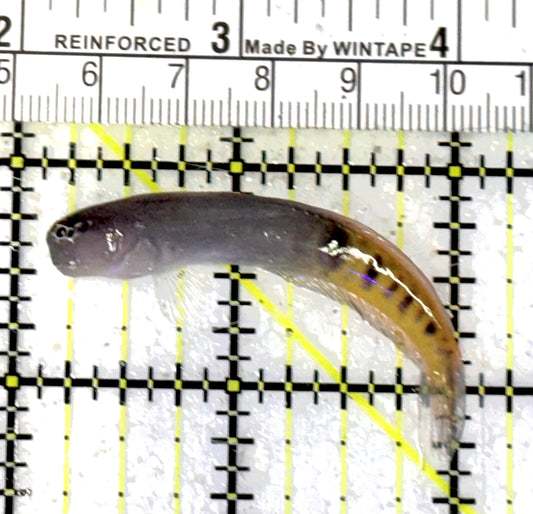 Oman Special Grade Gulf Blenny OSGGB050701 WYSIWYG Size : S 2.75" approx