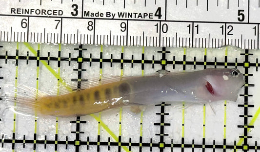 Oman Special Grade Gulf Blenny OSGGB050702 WYSIWYG Size : S 3" approx