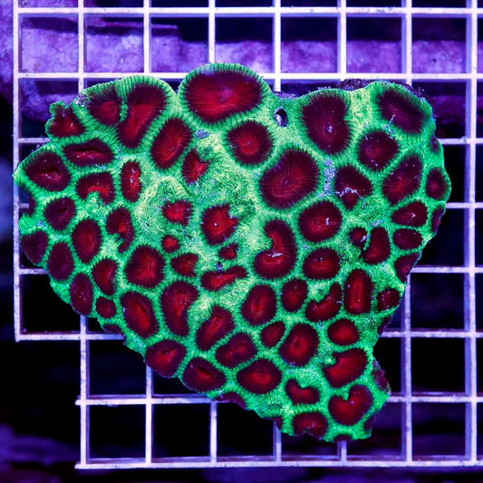 Neon Aussie Favia Mother Colony NAFMC052701 WYSIWYG