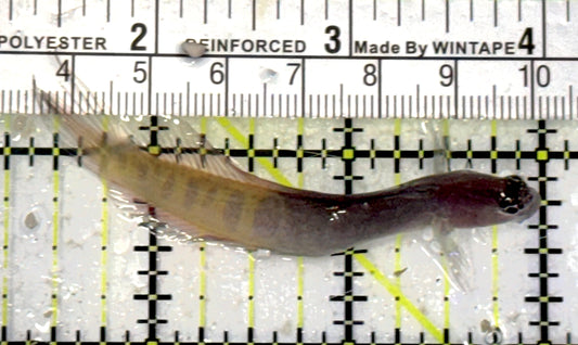 Oman Special Grade Gulf Blenny OSGGB050703 WYSIWYG Size : S 2.75" approx