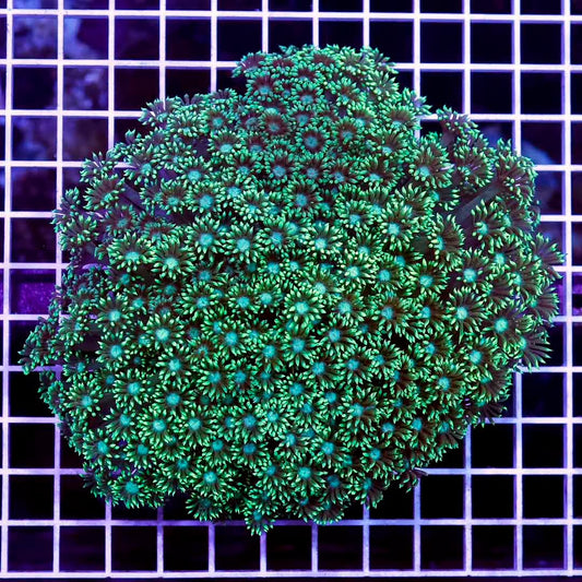 Neon Aussie Goniopora Mother Colony NAGMC052701 WYSIWYG