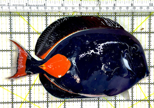 Achilles Tang AT050701 WYSIWYG Size: XXL/Show 8.25" approx