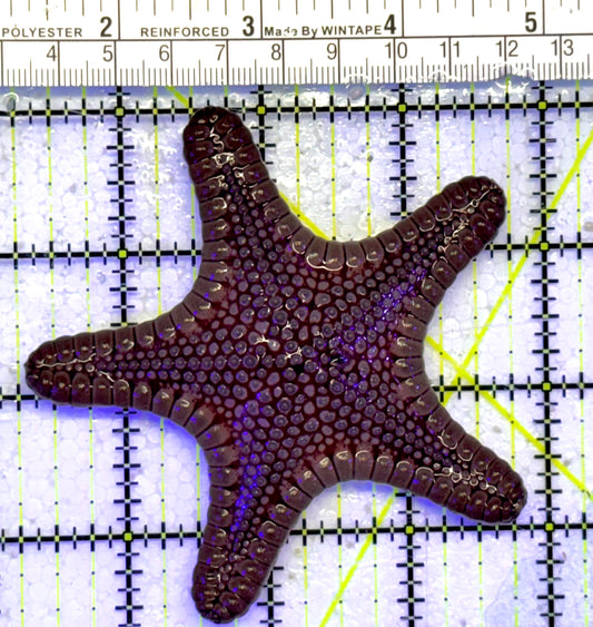 Oman Starfish OS050701 WYSIWYG Size: M 3.5" approx