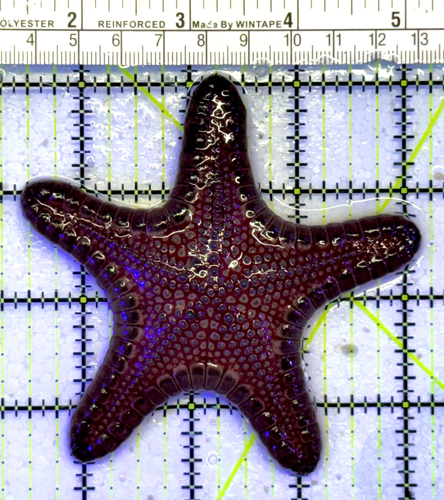 Oman Starfish OS050701 WYSIWYG Size: M 3.5" approx