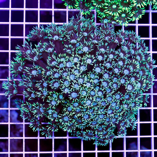 Neon Aussie Goniopora Mother Colony NAGMC052703 WYSIWYG