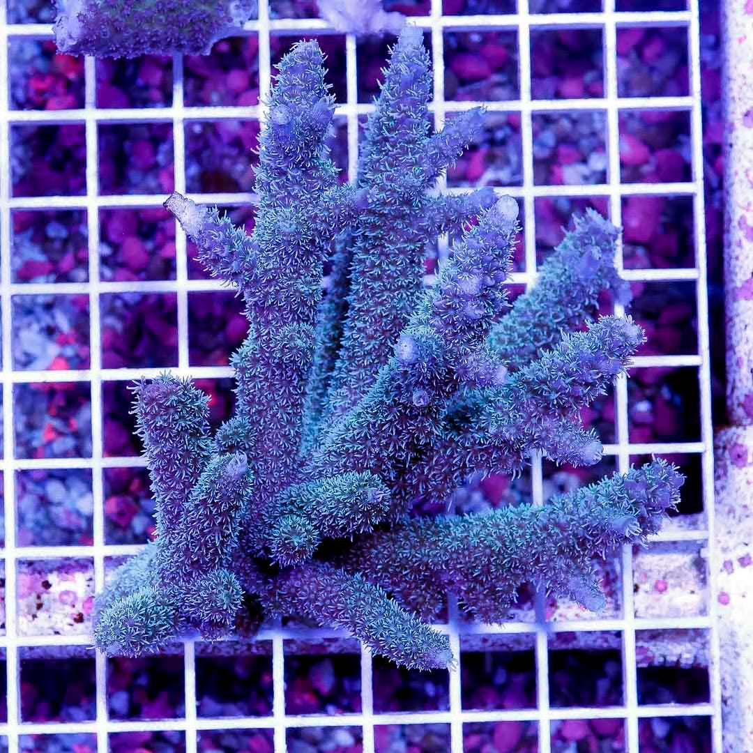 Ultra Aussie Acropora Abrolhosensis Size: M 0.5" to 1" Approx Frag