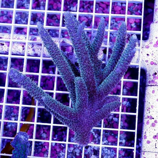 Ultra Aussie Acropora Abrolhosensis Mother Colony UAAAMC052702 WYSIWYG