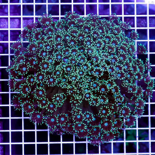 Neon Aussie Goniopora Mother Colony NAGMC052704 WYSIWYG