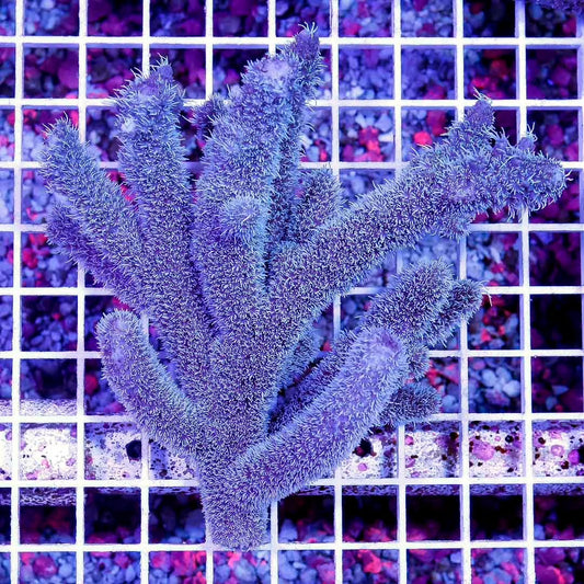 Ultra Aussie Acropora Abrolhosensis Mother Colony UAAAMC052703 WYSIWYG