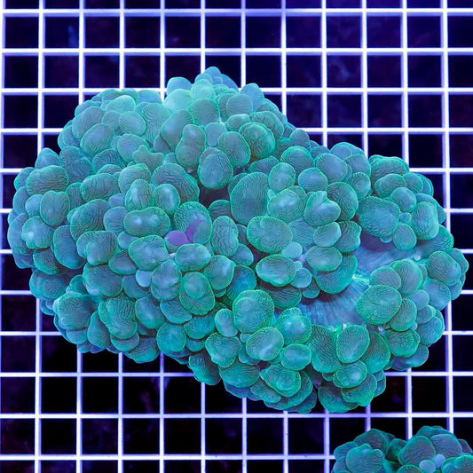 Ultra Aussie Bubble Coral Mother Colony UABCMC052701 WYSIWYG