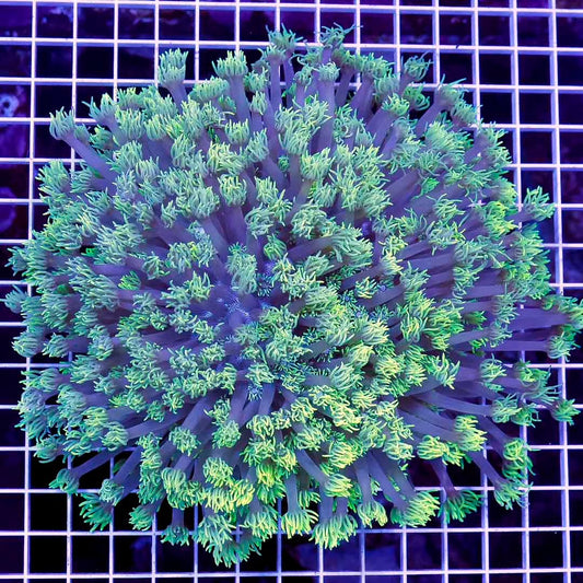 Toxic Aussie Goniopora Mother Colony TAGMC052704 WYSIWYG